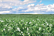 Насіння озимого гороху Балтрап (1 репродукція), Миколаївська область. Украина
