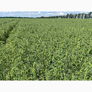Насіння гороху "Оплот", перша репродукція, Київська область. Украина