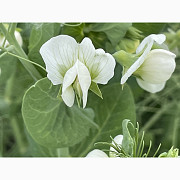 Насіння гороху "Оплот", перша репродукція, Київська область. Украина