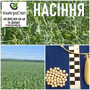 Насіння гороху, сорт ОПЛОТ, Дніпропетровська область. Украина