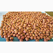 Насіння озимого гороху сорт НС Мороз 1 репродукція, Київ. Украина