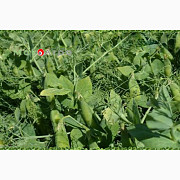 Горох 2 репродукція НС Мороз, Луганська область. Украина