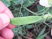 НС Мороз. Озимий горох. 2 репродукція. Донецька область. Украина