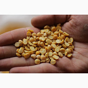 Продам горох. Від постачальника з 100 тонн, Житомирська область. Украина