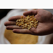 Продам горох. Від постачальника з 100 тонн, Житомирська область. Украина