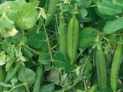 Семена жовтого гороху сорту Готієвський еліта, 1 репродукція, Харківська область. Украина