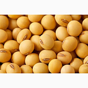 Продам насіння сої високоврожайного сорту Кордоба, Сумська область. Україна