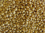 Продам сою ГМО, Львівська область. Україна