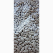 Продам квасолю на експорт, Одеська область. Україна