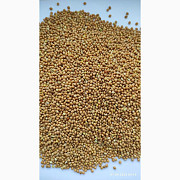 Продам просо жовте (Panicum miliaceum) - 500 т. с/г виробник. (Пестицидами не обробляли), Київ. Україна