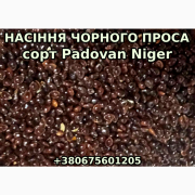 Насіння чорного проса Padovan Niger, Дніпропетровська область. Украина