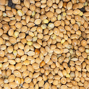 Жовте просо. Біла альтанка. 1 репродукція, Дніпропетровська область. Украина