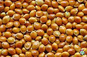 Продам насіння проса, Полтавська область. Украина