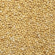 Сім'я проса ВІТРИЛО еліта 1 репродукція, Харківська область. Украина