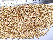 Сім'я проса сорту Омріяне, еліта, 1 репродукція, Київ. Украина