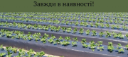 Мульчувальна плівка, Вінницька область. Украина