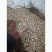 Продам жито сорту Хамарка, Волинська область. Украина