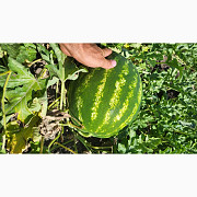 Кавуни оптово, еко-продукт, солодкі, Миколаївська область. Україна