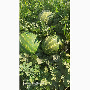 Продам арбузи сорту "Брендон", Одеська область. Україна