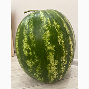 Продам кавун Максимус, Одеська область. Україна