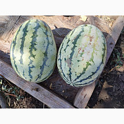 Продам арбузи там там, Дніпропетровська область. Україна