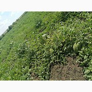 Продам кавун Каристан, Миколаївська область. Україна