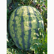 Продам арбузи в Умані, Черкаська область. Україна