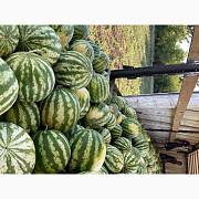 Розпродаж кавунів Талісман, Миколаївська область. Україна
