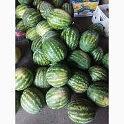 Продам кавуни, Полтавська область. Україна