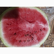 Продам кавун з поля, сорт Продюсер 3-5 кг, Харківська область. Україна