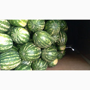 Продам кавуни, Черкаська область. Україна