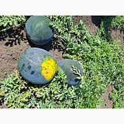 Продам кавун, сорт Лоріан, Черкаська область. Україна