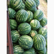 Продам кавун талісман, Чернівецька область. Україна