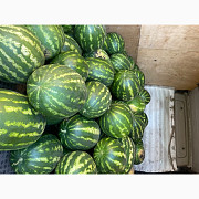 Продам кавуни, Одеська область. Україна
