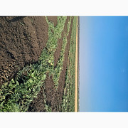 Продам кавуни, Одеська область. Україна