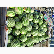 Продам кавуни, Одеська область. Україна