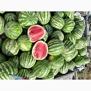 Продам кавуни, Одеська область. Україна