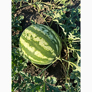 Продам кавуни, Миколаївська область. Україна