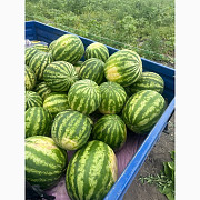 Продам кавун з поля, сорт Талісман, дуже смачний, Донецька область. Україна