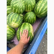 Продам кавун з поля, сорт Талісман, дуже смачний, Донецька область. Україна
