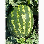Продам кавуни, сорт "Продюсер", Запорізька область. Україна