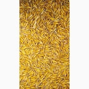 Продам овес, Волинська область. Украина