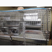 Продам клітки для полігамного утримання шиншил, Полтавська обл. Украина