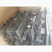 Продам клітки для полігамного утримання шиншил, Полтавська обл. Украина