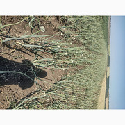 Продам насіння цибулі Сибір, Одеська область. Украина