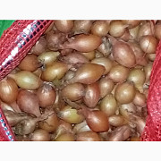 Продам цибулю насіннєву, найкращих голландських сортів, Львівська область. Украина