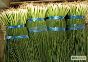 Продам насіння цибулі на перо Вайт Ліссабон, Київ. Украина