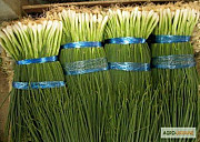 Продам насіння цибулі на перо Вайт Ліссабон, Київ. Украина