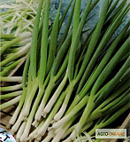 Продам насіння Цибуля Парадайз (для пера), Харківська область. Украина