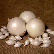 Лук-сівок "Gledstone", Запорізька область. Украина
